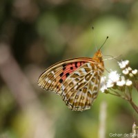 Argynnis hyperbius Linnaeus, 1763